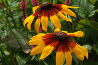 Rudbeckia hirtasyn. Rudb. bicolor bestellen